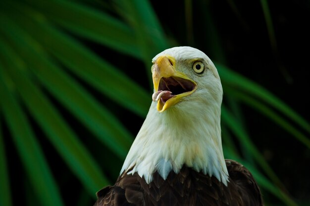 Foto aproximada de uma águia careca americana com o bico aberto