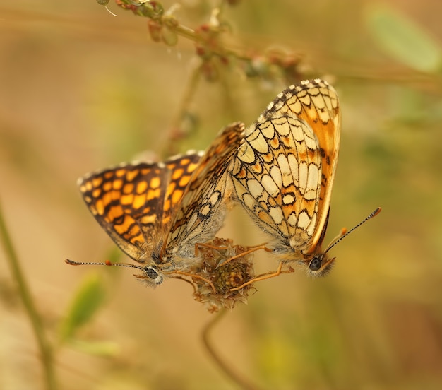 Foto aproximada de uma borboleta fritilar provençal