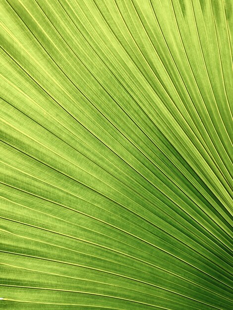 Foto aproximada de uma folha de palmeira de cor verde-amarelo