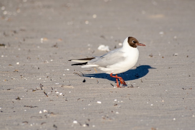 Foto aproximada de uma gaivota de cabeça preta na praia