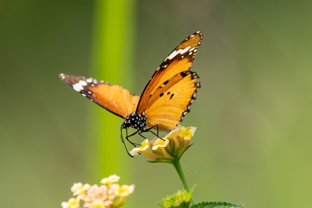 Foto aproximada de uma pequena borboleta sentada em uma flor silvestre