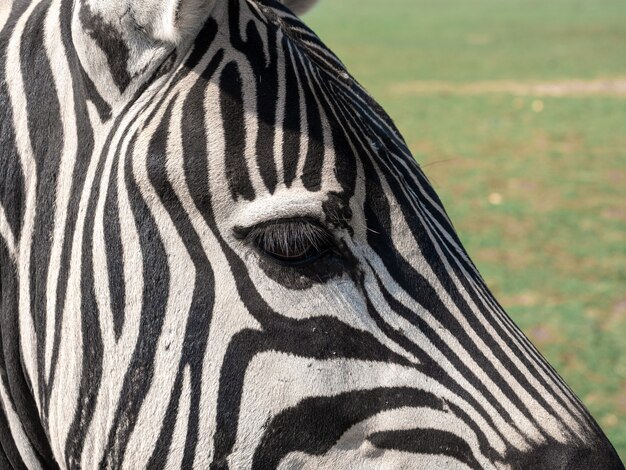 Foto aproximada de uma zebra na selva