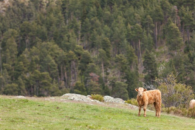 Foto aproximada de vacas no campo com uma floresta atrás