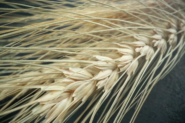 Foto colorida de planta de trigo fresco em pão escuro de vista frontal