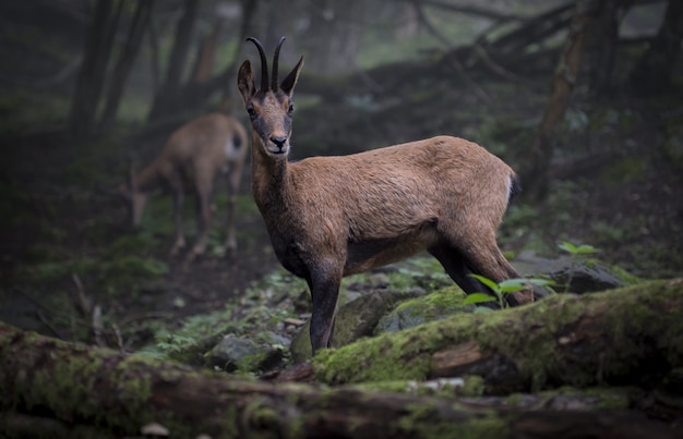 Foto com foco seletivo de um animal selvagem no meio da floresta