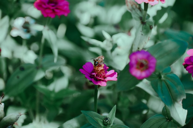 Foto com foco seletivo de uma abelha em uma flor roxa