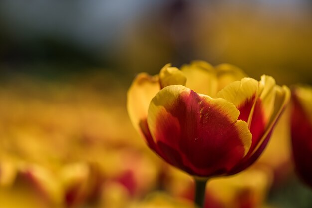 Foto com foco seletivo de uma linda tulipa amarela e vermelha com um fundo desfocado