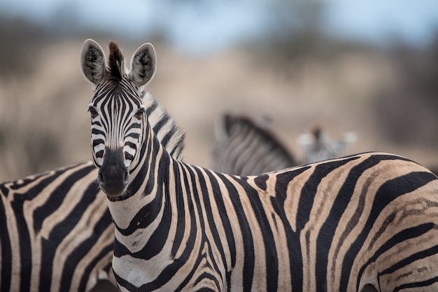 Foto grátis foto com foco seletivo de uma linda zebra com um fundo desfocado