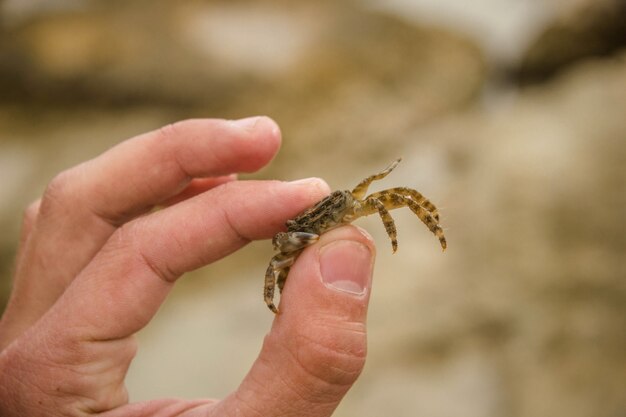 foto de alguém segurando uma aranha nas mãos