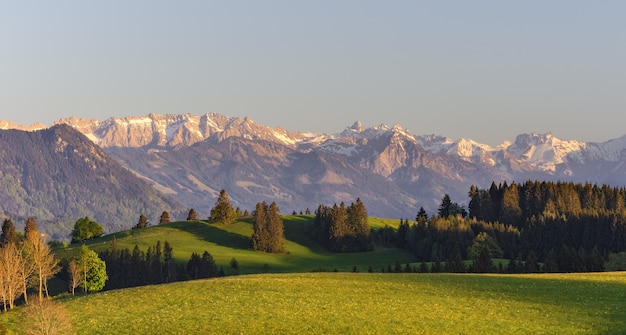 Foto grátis foto de alto ângulo das árvores em um prado coberto de grama com as montanhas ao fundo