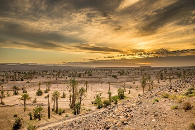 Foto de alto ângulo de algumas plantas crescendo em uma área deserta sob o céu nublado durante o pôr do sol