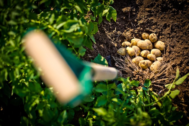 Foto de alto ângulo de batatas amarelas recém-colhidas em um campo em Idaho