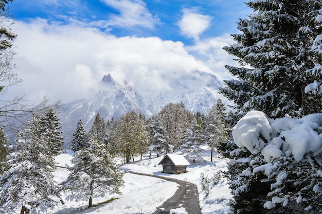 Foto de alto ângulo de belas árvores cobertas de neve, cabanas e montanhas