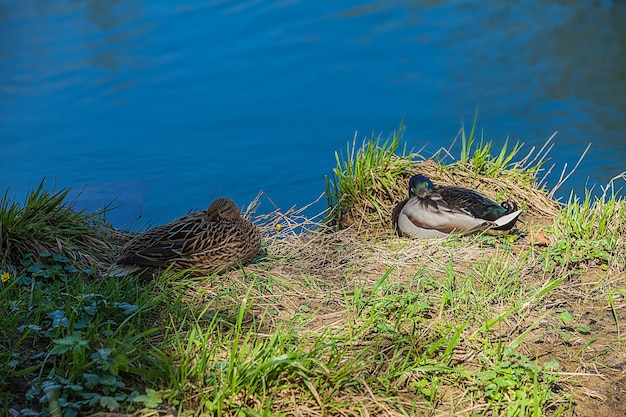 Foto grátis foto de alto ângulo de dois patos sentados na margem do lago azul