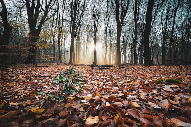 Foto de alto ângulo de folhas vermelhas de outono no chão em uma floresta com árvores