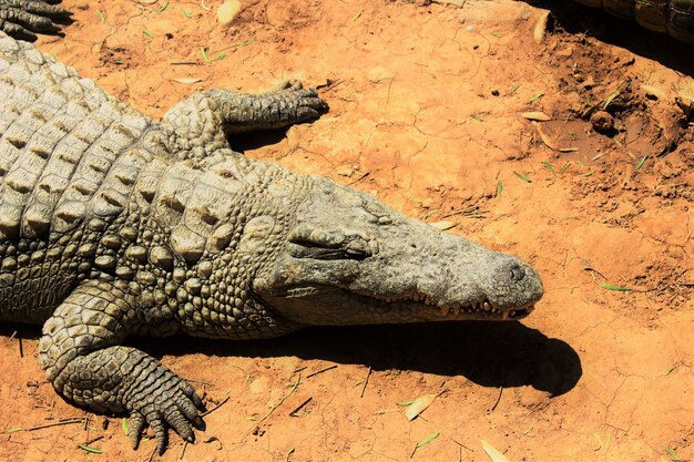 Foto de alto ângulo de um crocodilo do Nilo rastejando no chão sob a luz do sol durante o dia