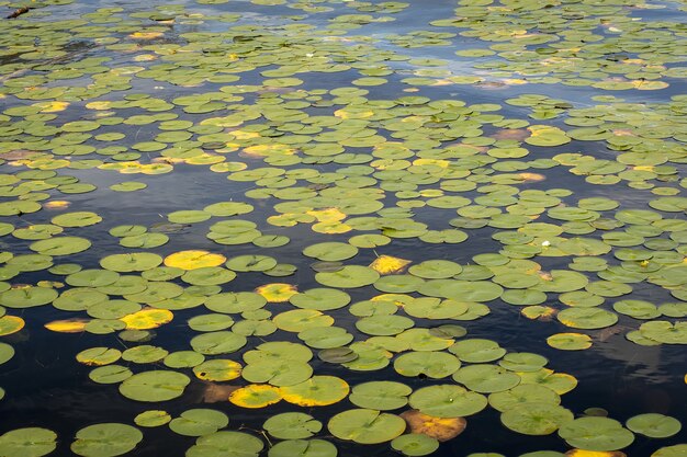 Foto de alto ângulo de um lago cheio de folhas de lótus