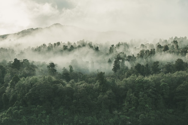 Foto de alto ângulo de uma bela floresta com muitas árvores verdes envoltas em névoa na Nova Zelândia