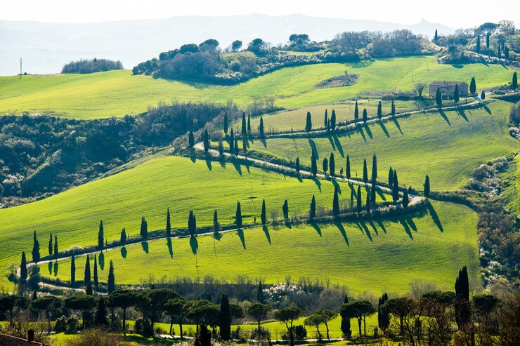 Foto grátis foto de alto ângulo de uma estrada cercada por árvores e os belos campos cobertos de grama