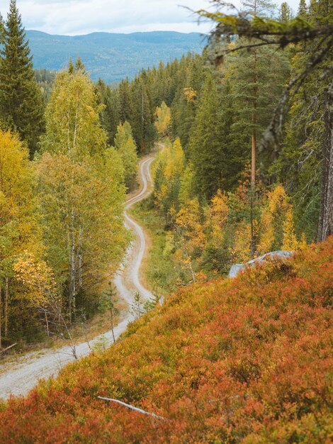 Foto de alto ângulo de uma estrada estreita cercada por belas árvores coloridas de outono na Noruega