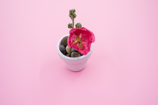 Foto de alto ângulo de uma flor de cravo rosa em um pequeno vaso, colocada em uma superfície rosa