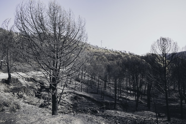 Foto grátis foto de alto ângulo de uma floresta seca de inverno coberta de neve