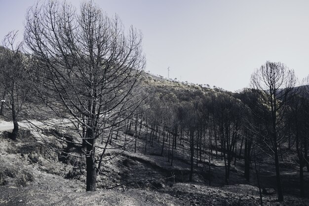 Foto de alto ângulo de uma floresta seca de inverno coberta de neve