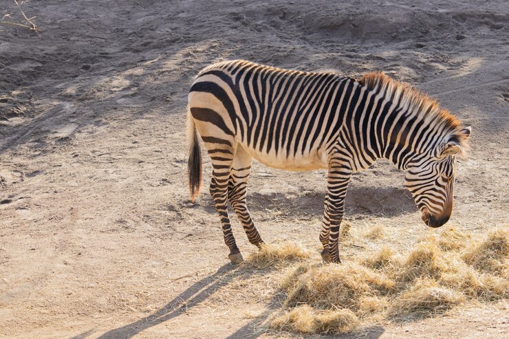 Foto grátis foto de alto ângulo de uma zebra comendo feno em um zoológico