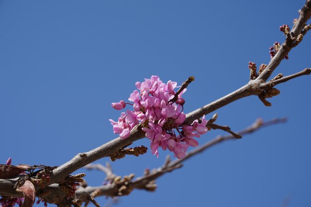 Foto de ângulo baixo de flores cor de rosa em um galho de árvore sob um céu azul claro