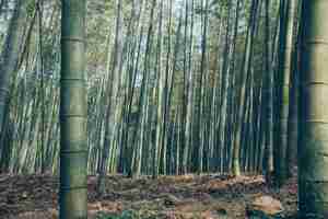 Foto grátis foto de baixo ângulo da floresta de bambu sagano