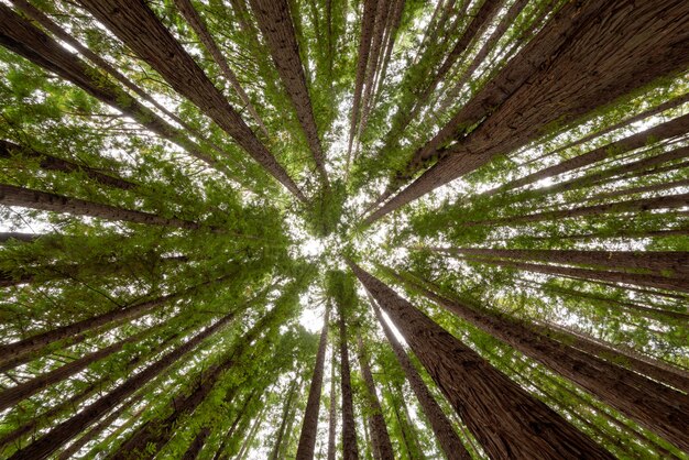 Foto de baixo ângulo das árvores em uma floresta de sequoias