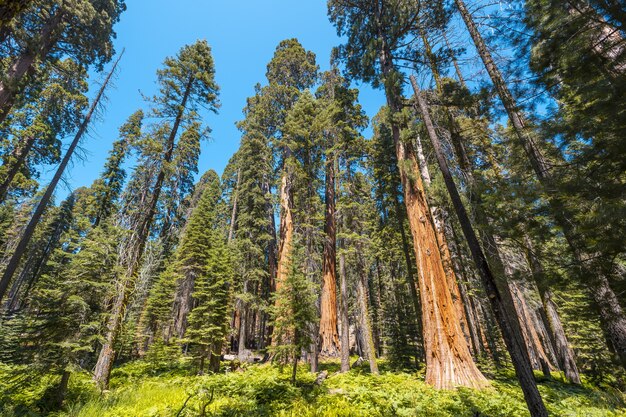 Foto de baixo ângulo de árvores altas de tirar o fôlego no meio do Parque Nacional de Sequoia, Califórnia, EUA
