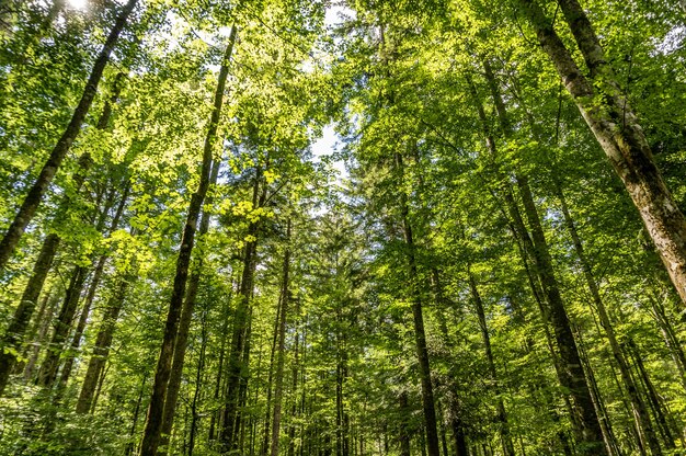 Foto grátis foto de baixo ângulo de árvores altas na floresta em um dia ensolarado
