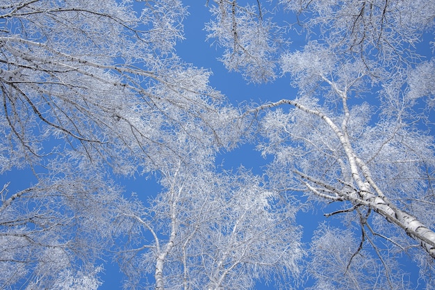 Foto de baixo ângulo de árvores cobertas de neve com um céu azul claro no