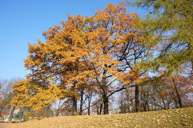 Foto de baixo ângulo de árvores de outono com folhas amarelas contra um céu azul claro em um parque