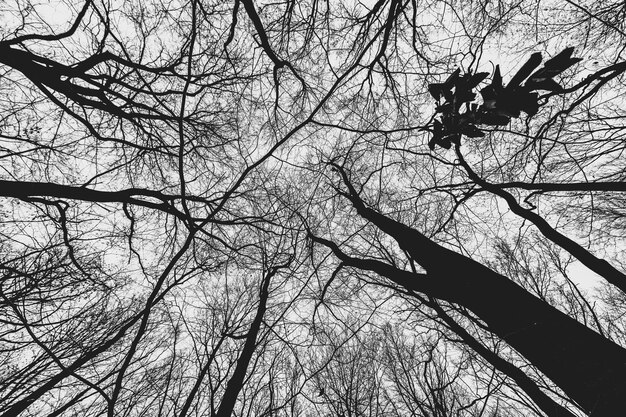 Foto de baixo ângulo de árvores na floresta durante o dia