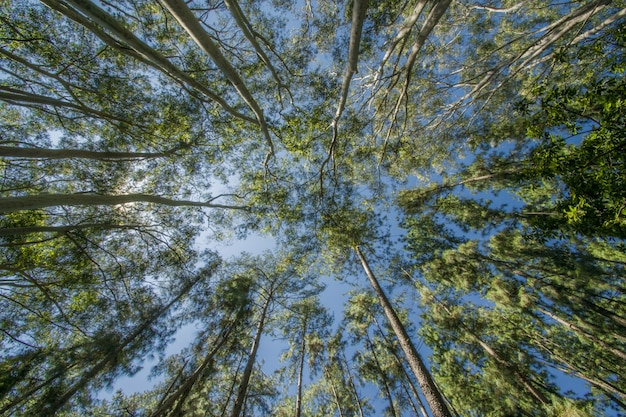 Foto de baixo ângulo de árvores na floresta