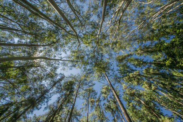 Foto de baixo ângulo de árvores na floresta