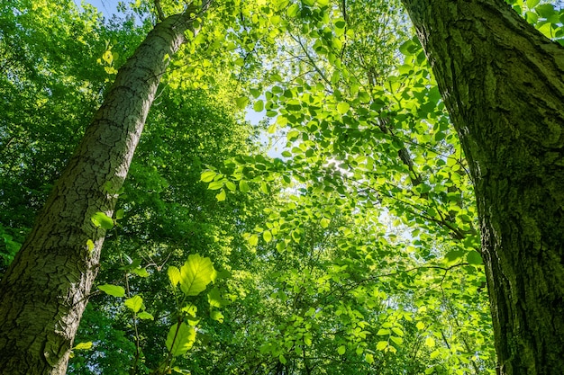 Foto de baixo ângulo de belas árvores de folhas verdes sob um céu claro