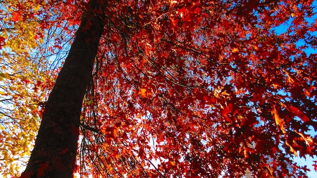 Foto de baixo ângulo de folhas vermelhas de outono em uma árvore