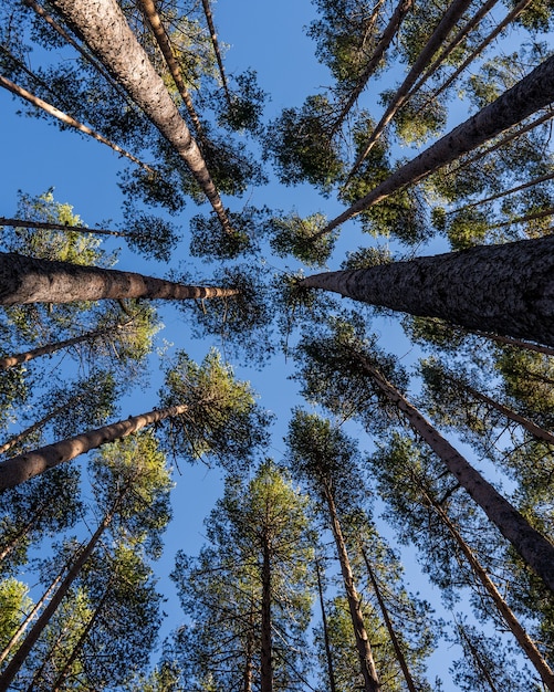 Foto de baixo ângulo de muitas árvores altas e lindas sob um céu azul