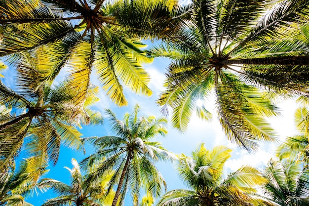 Foto de baixo ângulo de palmeiras sob um céu azul nublado
