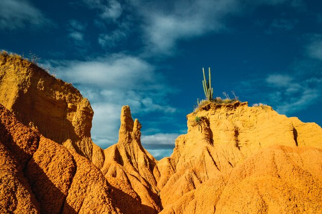 Foto de baixo ângulo de plantas selvagens crescendo no deserto de Tatacoa na Colômbia sob um céu azul