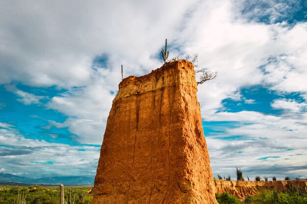 Foto de baixo ângulo de plantas selvagens na rocha no deserto de Tatacoa, Colômbia