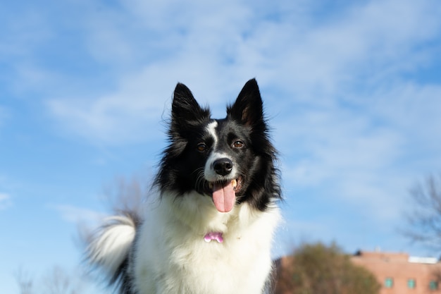 Foto de baixo ângulo de um Border Collie ofegante sob a luz do sol