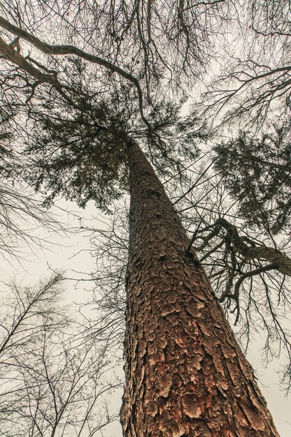 Foto de baixo ângulo de um enorme pinheiro na floresta