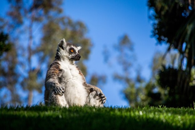 Foto de baixo ângulo de um lêmure fofo sentado na grama em um parque durante o dia