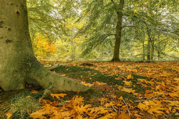 Foto de baixo ângulo de um parque coberto de folhas, cercado por arbustos e árvores