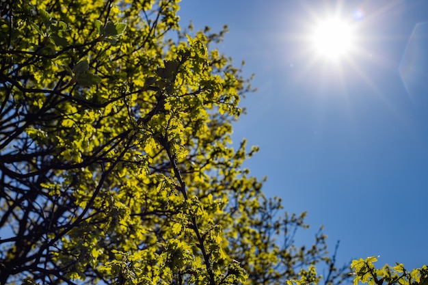 Foto de baixo ângulo de uma árvore de folhas verdes sob um céu claro