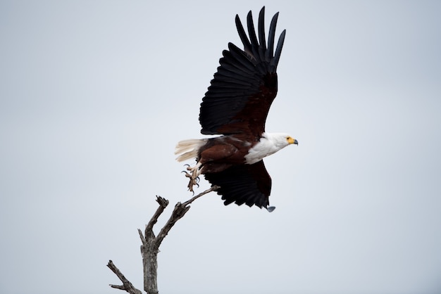 Foto de baixo ângulo de uma bela águia voando no céu